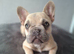 KC french bulldog pups