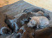 Bedlington whippet pups
