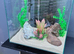 Fluval Edge 46L aquarium