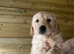 Stunning golden retriever puppies