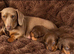 Miniature dachshund puppies