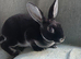 Last 3 mini rex