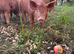 Tamworth X piglet for sale