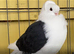 BLACK SADDLE GERMAN OWL PIGEONS