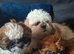Shih-Tzu puppies.