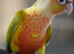 Two Tame green Cheek Conures