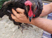 Stunning black hens for sale