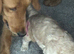 F1 mini golden doodles