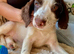 Springer / cocker spaniel pup mixed liver Roan