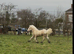 Yearling colt one to watch in the future !