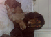 7 stunning cocker Spaniels