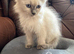 Stunning Ragdoll × Siberian Kittens