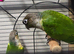 Proven breeding pair