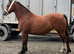 2 year old filly