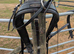 Tedman cob pairs breast plates complete with traces and clips.
