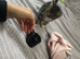 Lovely tabby kitten ready now