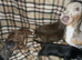 Ready to leave dachshund puppies