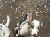 Border Collie pups