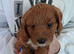 Cockapoos F1 Puppies