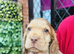 lyncham cocker spaniels