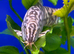 XL Yo-yo Loach (Botia almorhae)