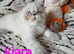STUNNING PEDIGREE PERSIAN EXOTICS