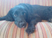 Luna 6 year old