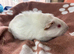 Funky ridged boy guinea pig