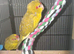 Baby kakarikis
