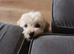 Holistic Toy Poodle Puppies