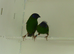 Pair Blue Faced Parrot Finches &pound;80
