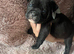 French bull dog cross old tyke English bulldog