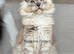 TICA registered Maine coon kittens READY NOW