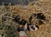 Guinea pigs