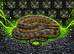 Anaconda Babies