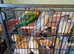 Semi tame conure
