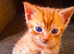 Stunning Ginger Kittens