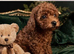 Asian Poodle Girl Puppy
