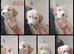 2 Cockapoo Females ️( Cockapoo x Jack Russell Ready NOW