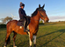 15.3hh Cob x Riding Gelding