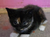 Ginger and tortie kittens