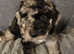 Beautiful cuddly mini Labradoodles F1b looking for forever home.