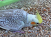 1 cinnamon pearl pied male & 1 cinnamon pearl male for sale