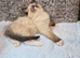 GCCF Registered Ragdoll Kittens