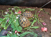 Baby Hermann's Tortoise's for sale.