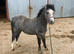 Registered Welsh section A gelding yearling