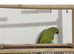 Young Talking Green Ringneck Available - 5 to 6 Months Old
