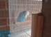 Beautiful exhibition male budgie