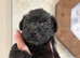 Patterjack girl!!