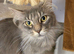 2year old female maine coon cat